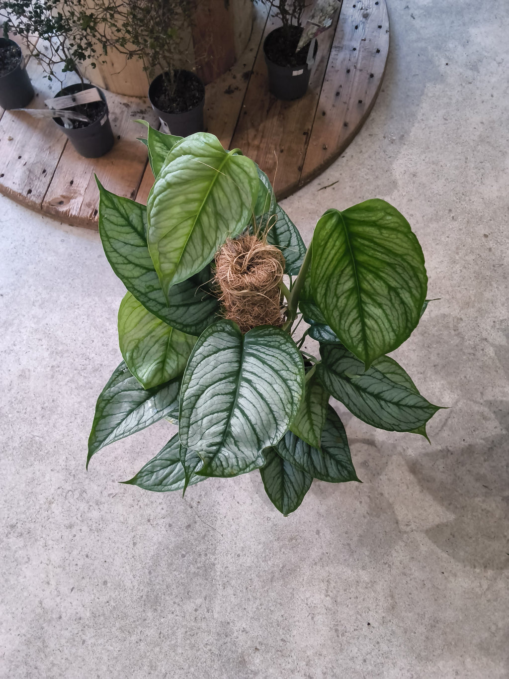 MONSTERA SILTEPECANA EL SALVADOR