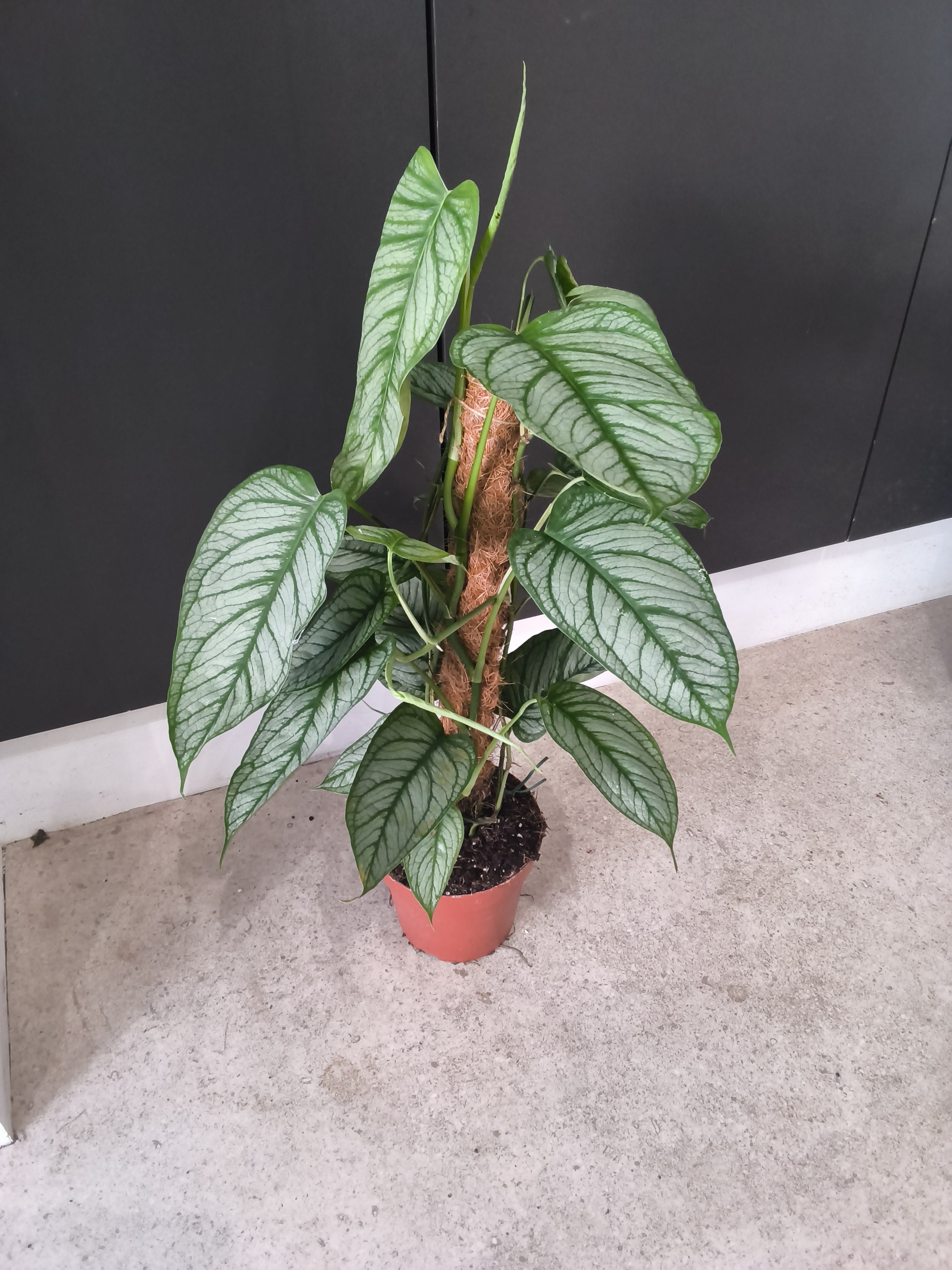 MONSTERA SILTEPECANA EL SALVADOR