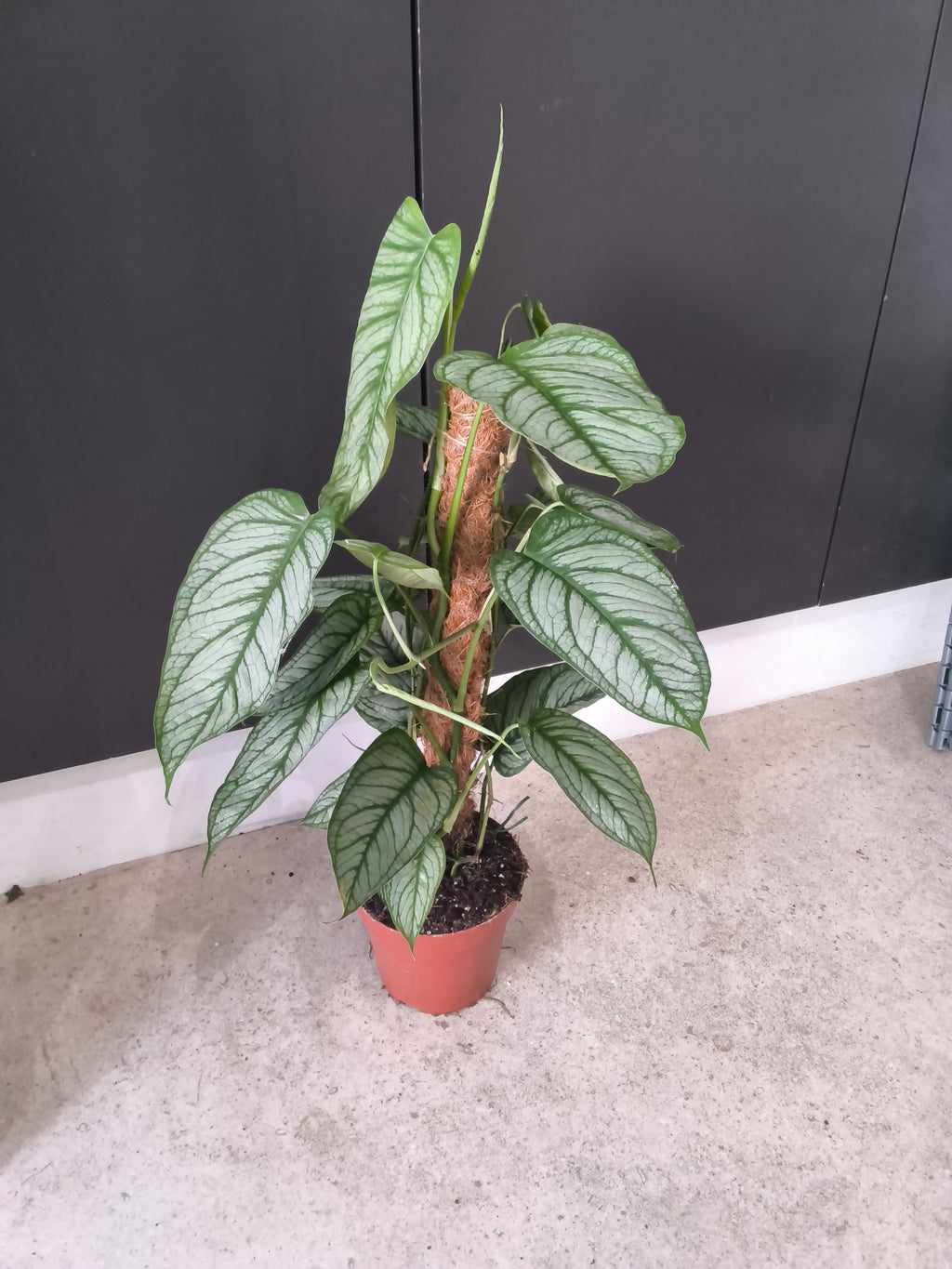 MONSTERA SILTEPECANA EL SALVADOR