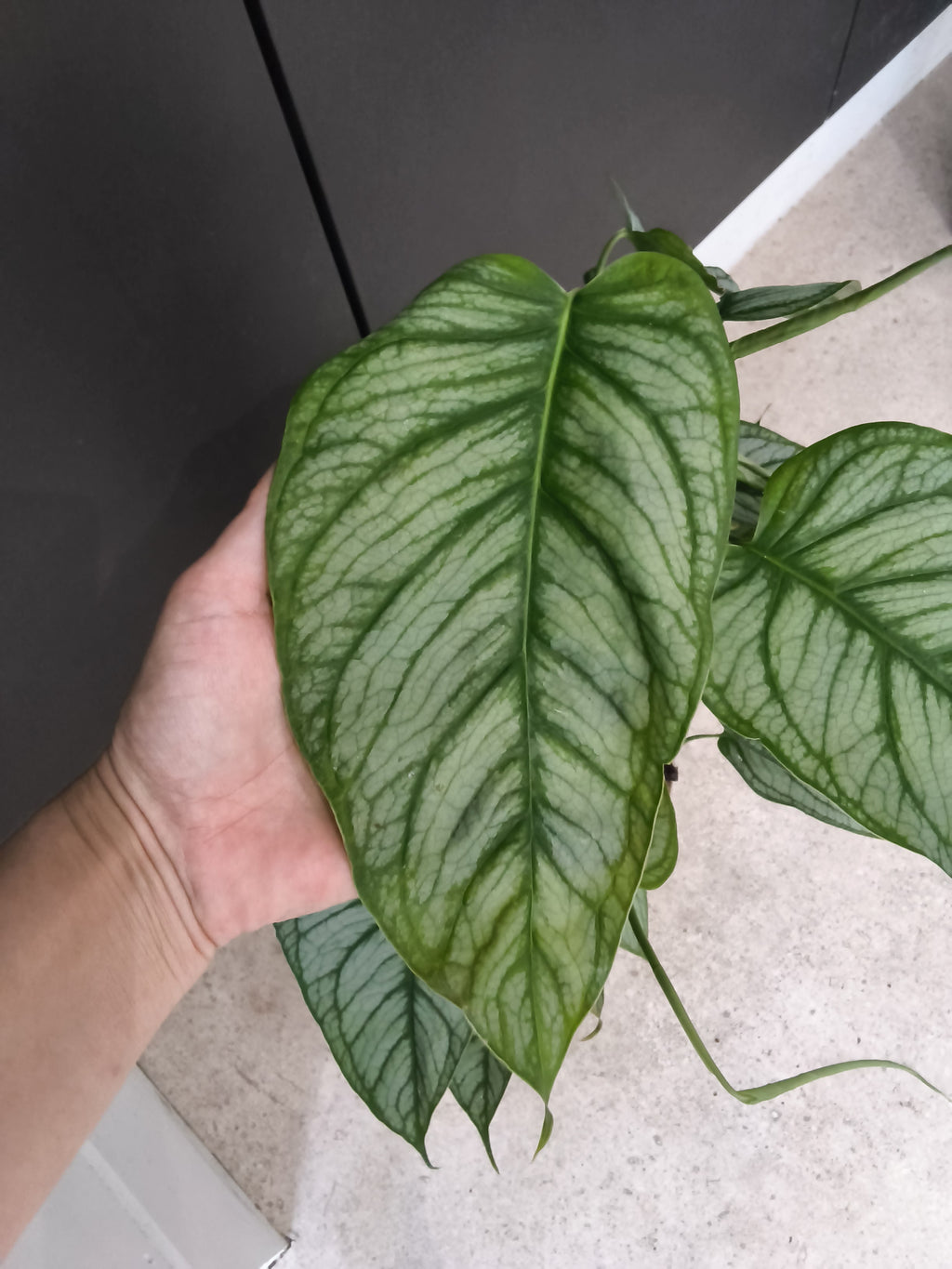 MONSTERA SILTEPECANA EL SALVADOR