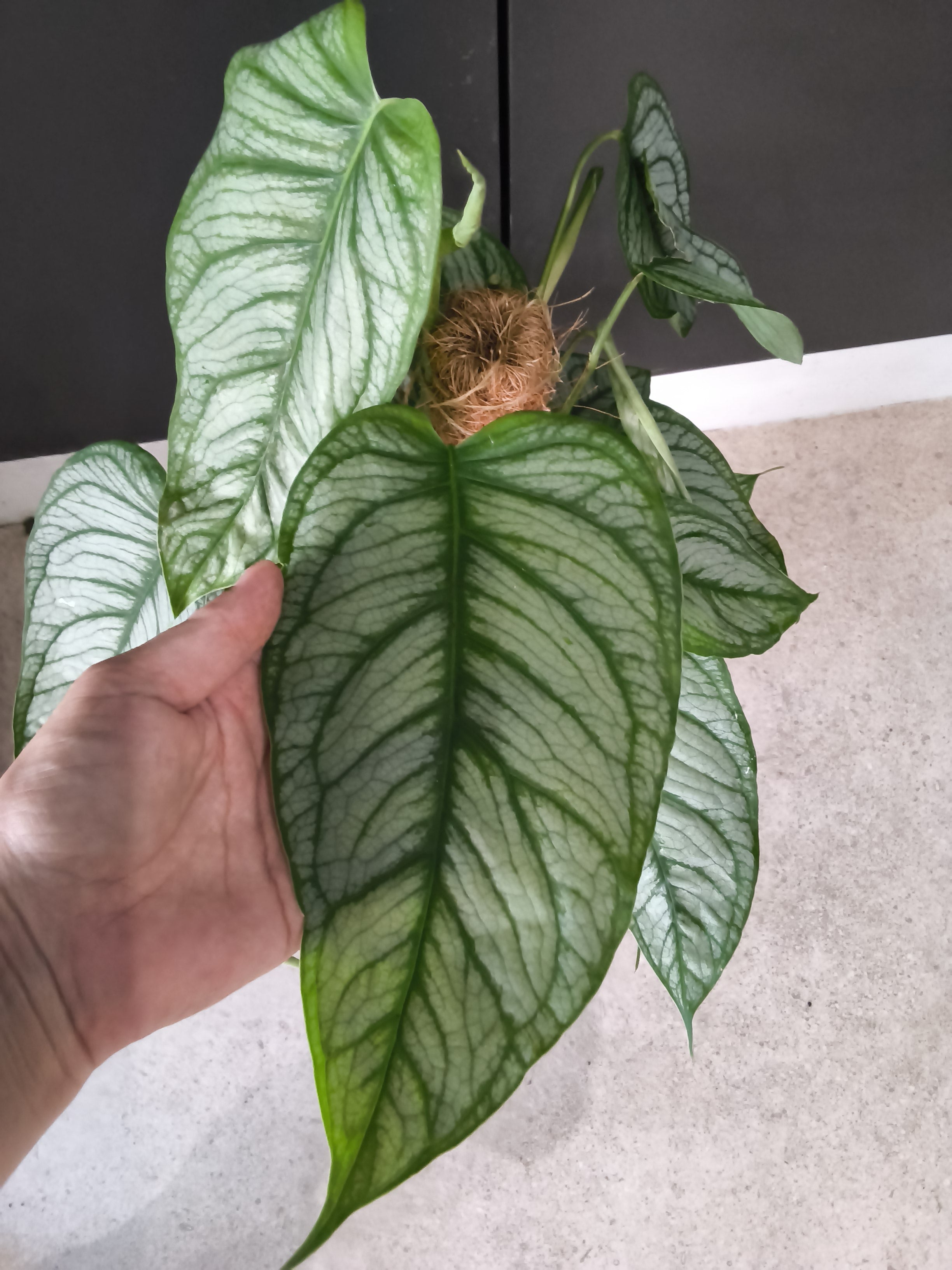 MONSTERA SILTEPECANA EL SALVADOR