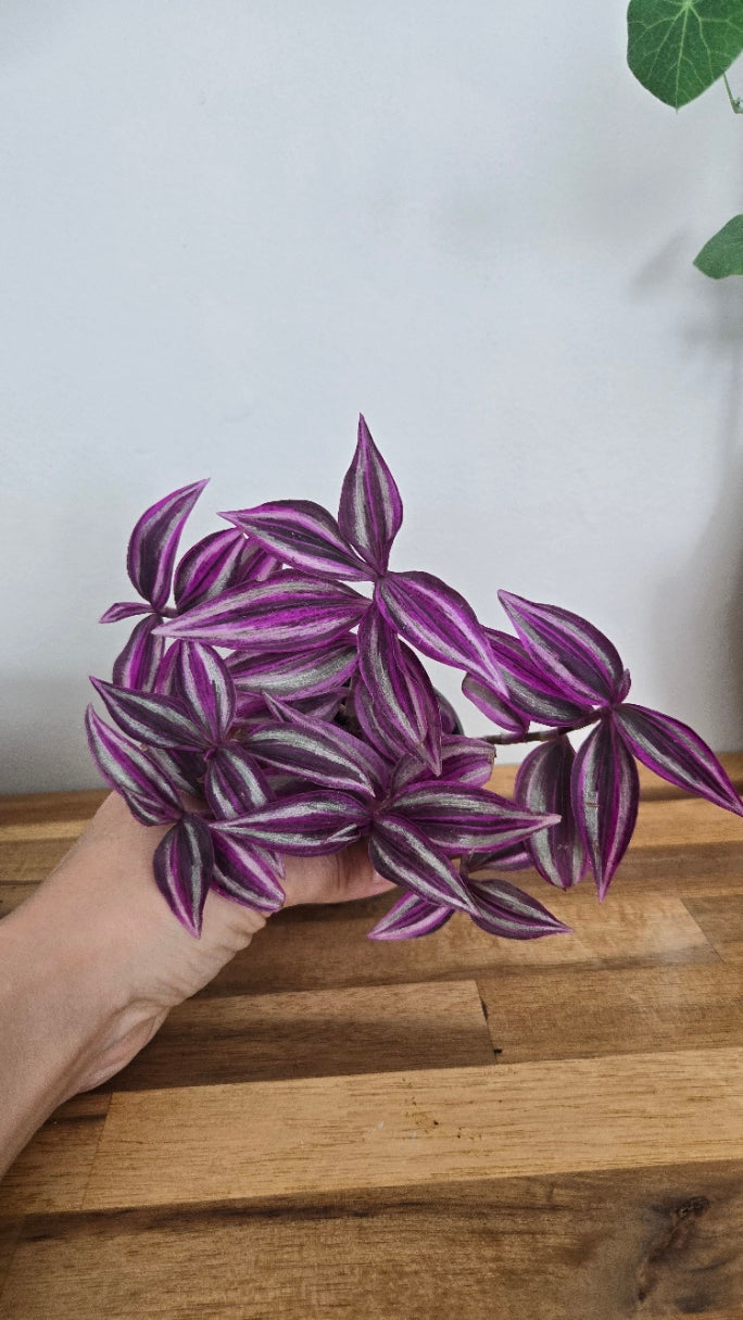 TRADESCANTIA PINK PARADISE