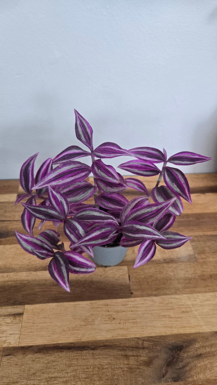 TRADESCANTIA PINK PARADISE