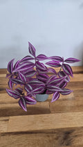 TRADESCANTIA PINK PARADISE