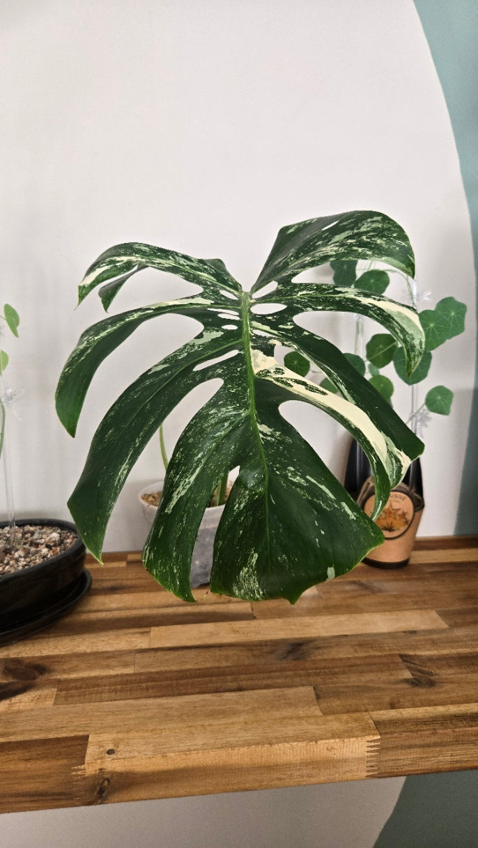MONSTERA DELICIOSA VARIEGATA