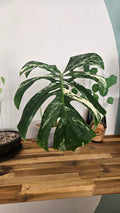 MONSTERA DELICIOSA VARIEGATA