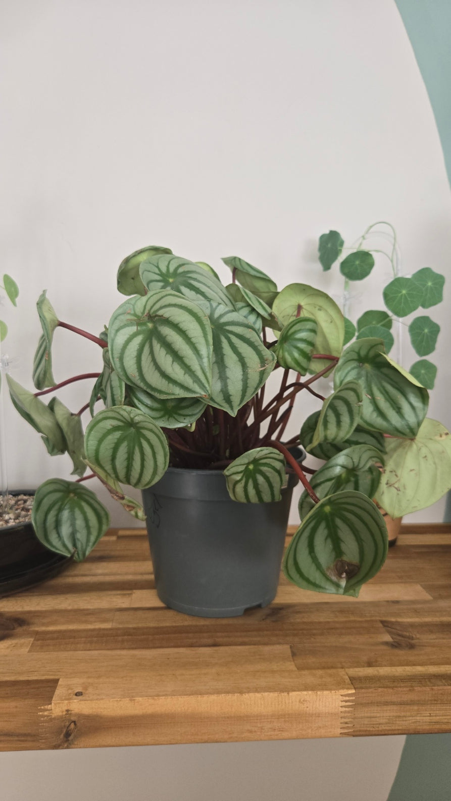PEPEROMIA WATERMELON