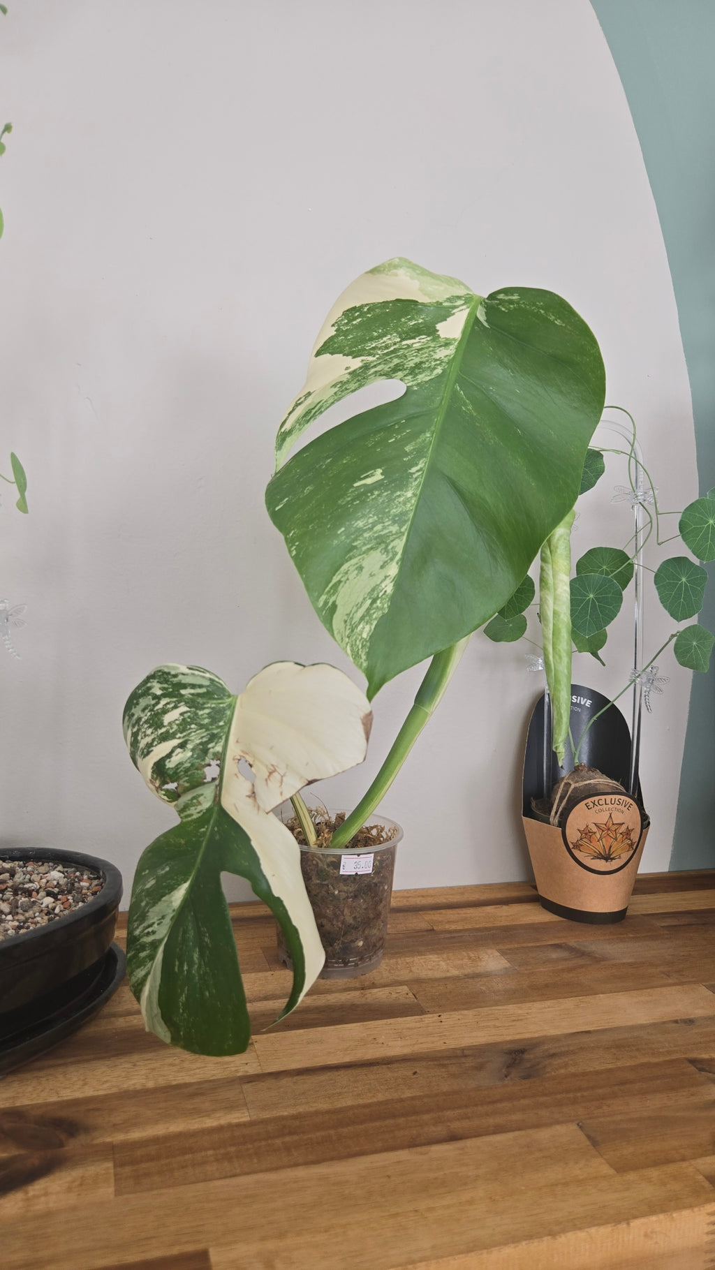 MONSTERA DELICIOSA VARIEGATA