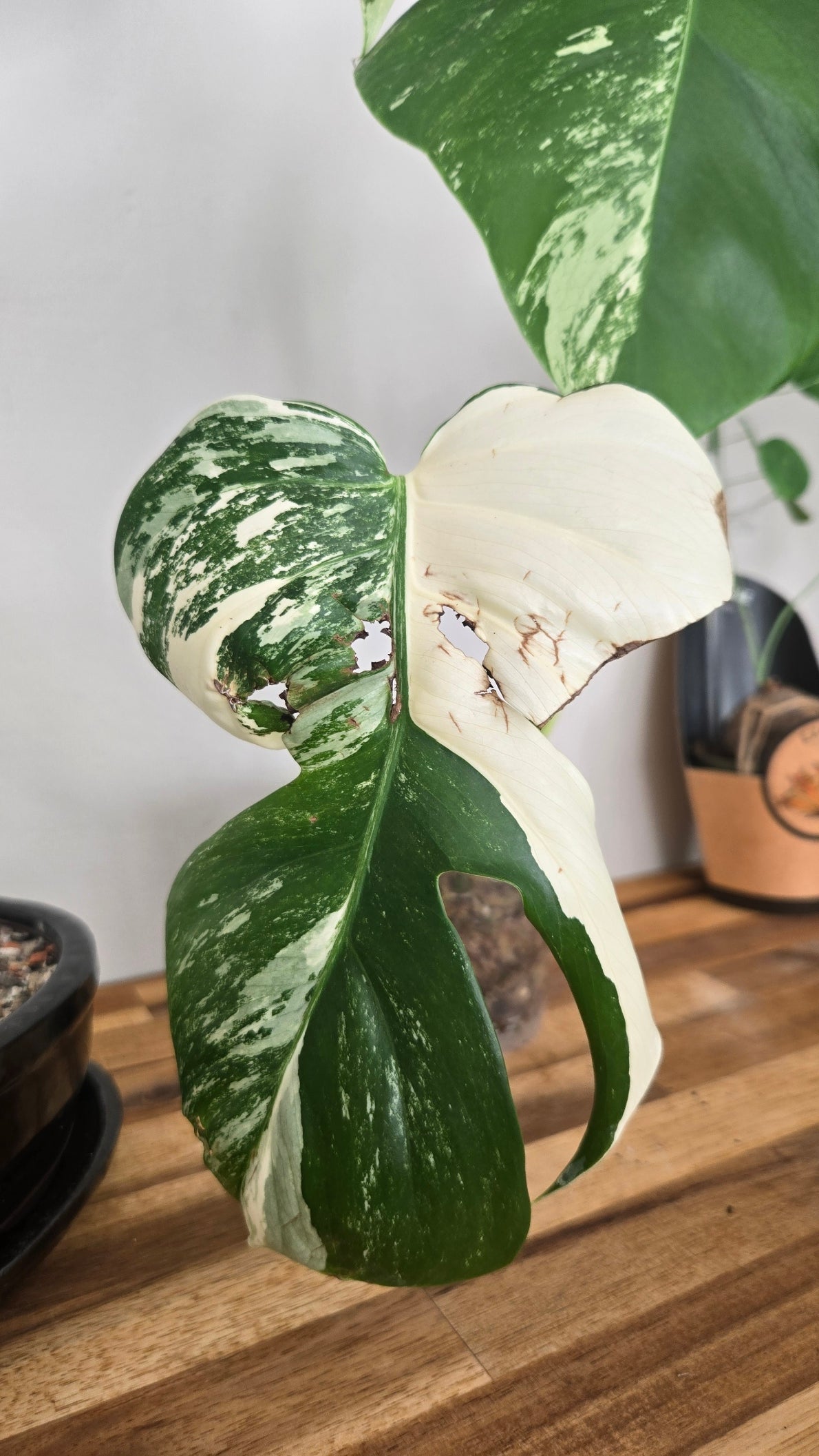 MONSTERA DELICIOSA VARIEGATA