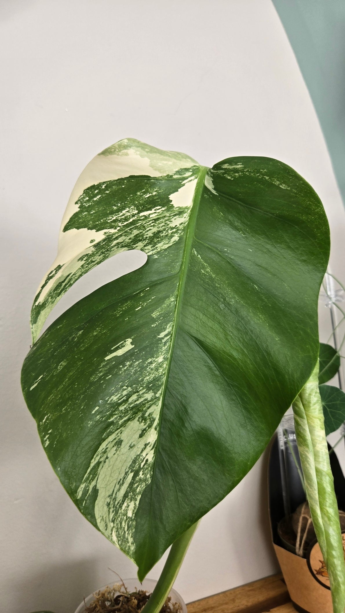 MONSTERA DELICIOSA VARIEGATA