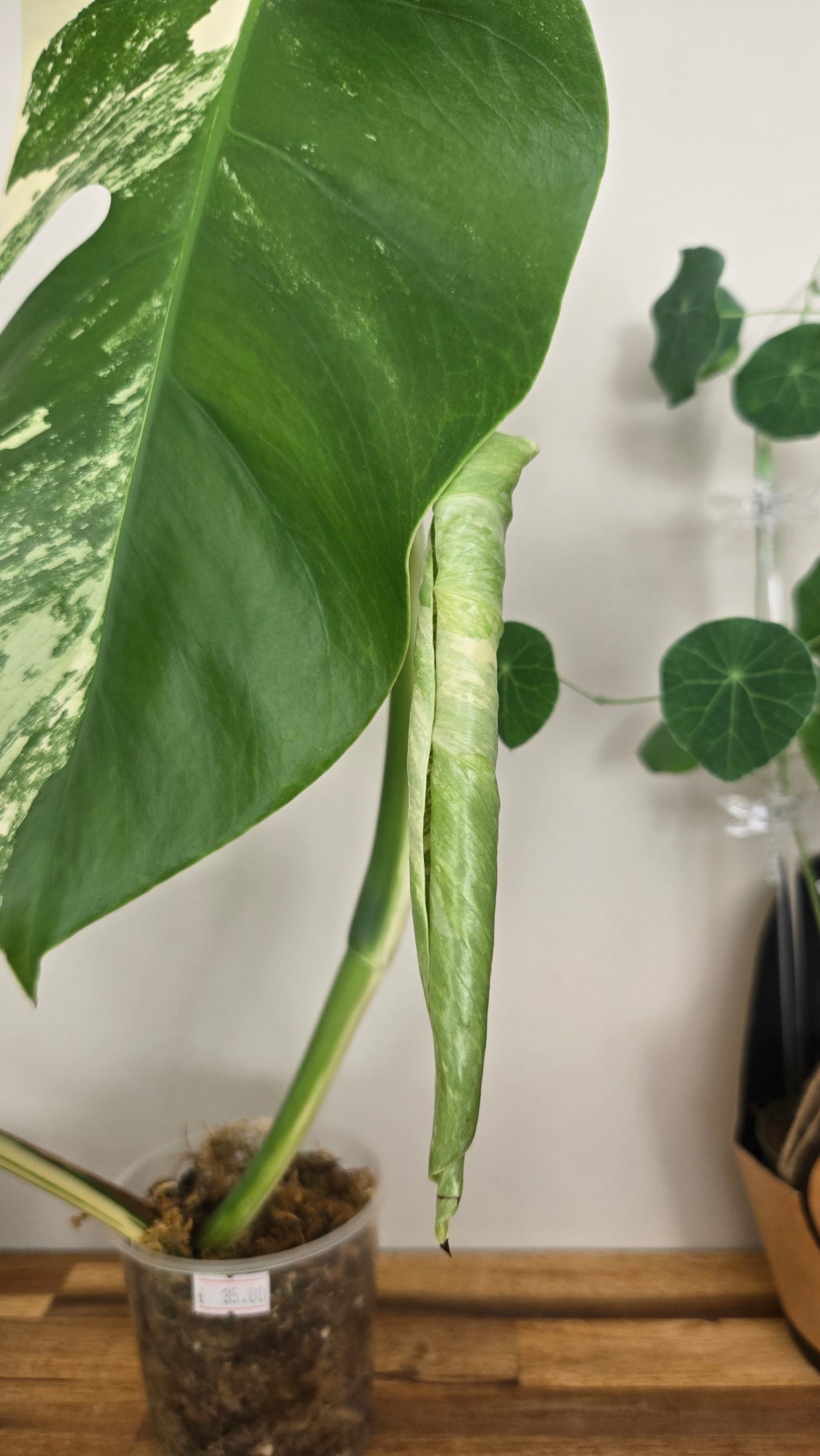 MONSTERA DELICIOSA VARIEGATA