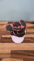 Saxifrage stolonifera variegata