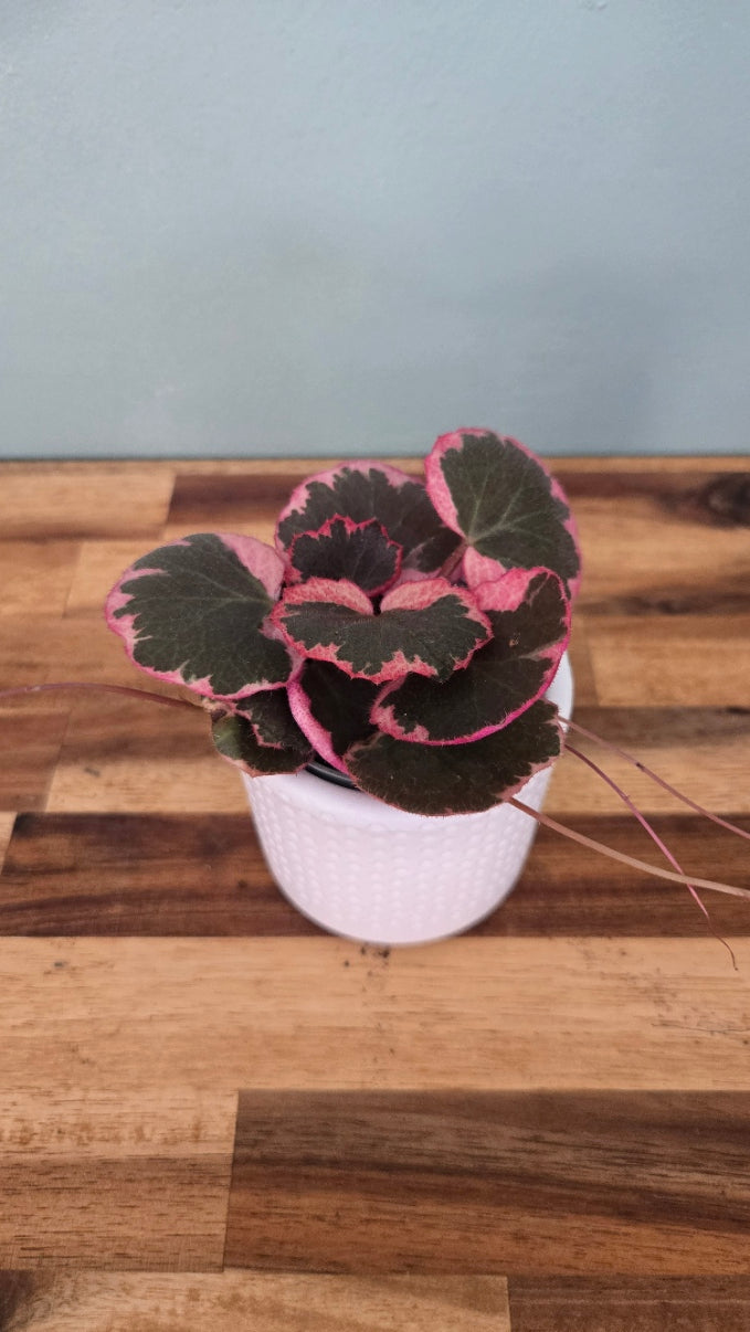 Saxifrage stolonifera variegata
