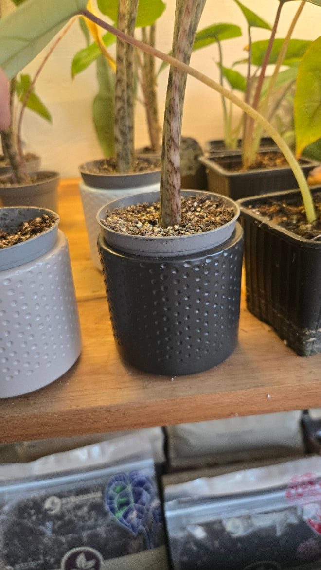 CACHE POT 7 CM