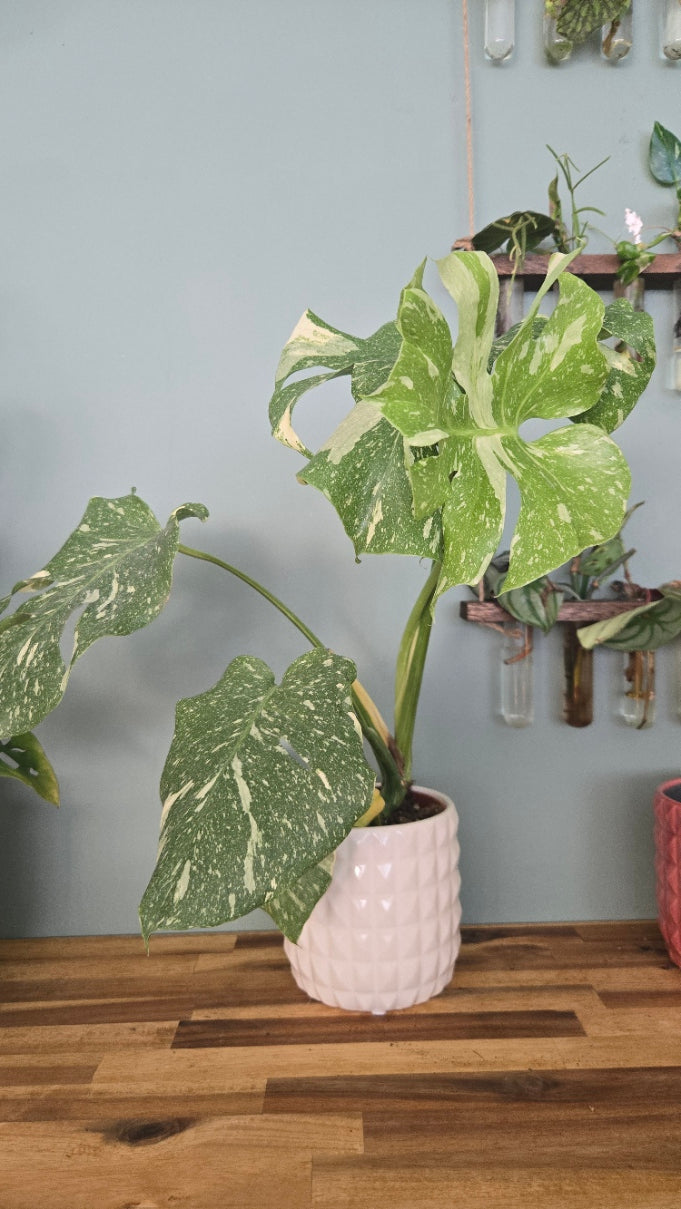 Monstera thai Constellation
