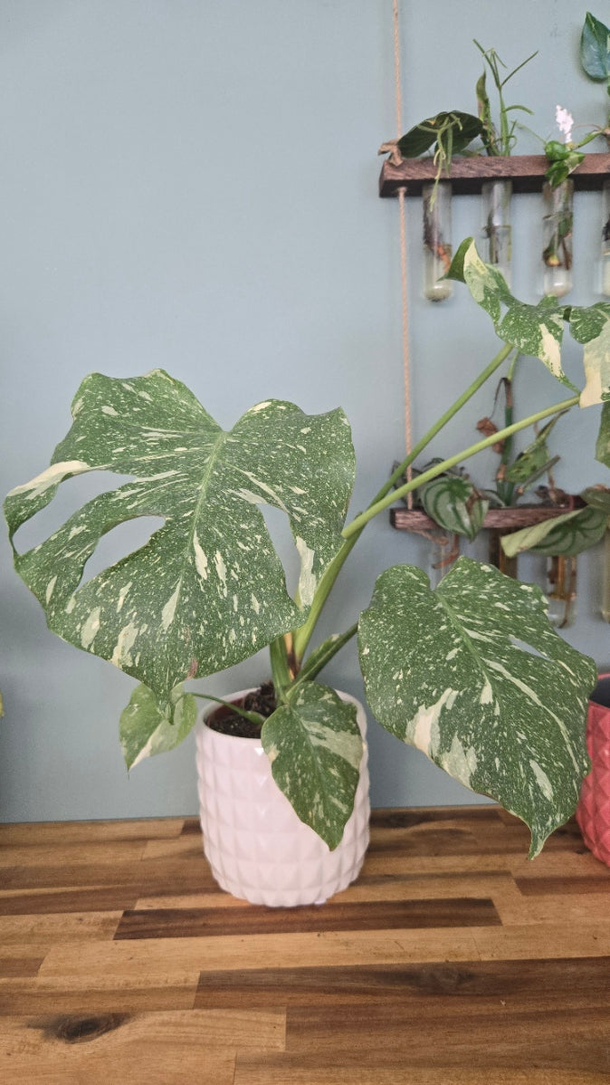 Monstera thai Constellation