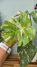 Monstera thai Constellation