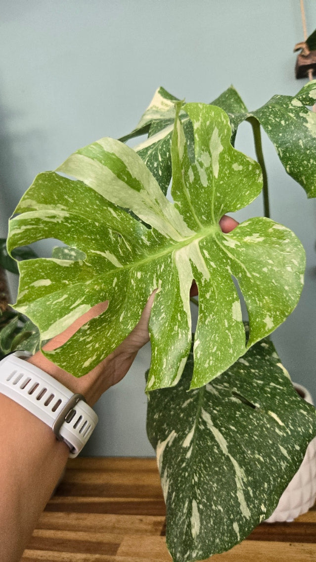 Monstera thai Constellation