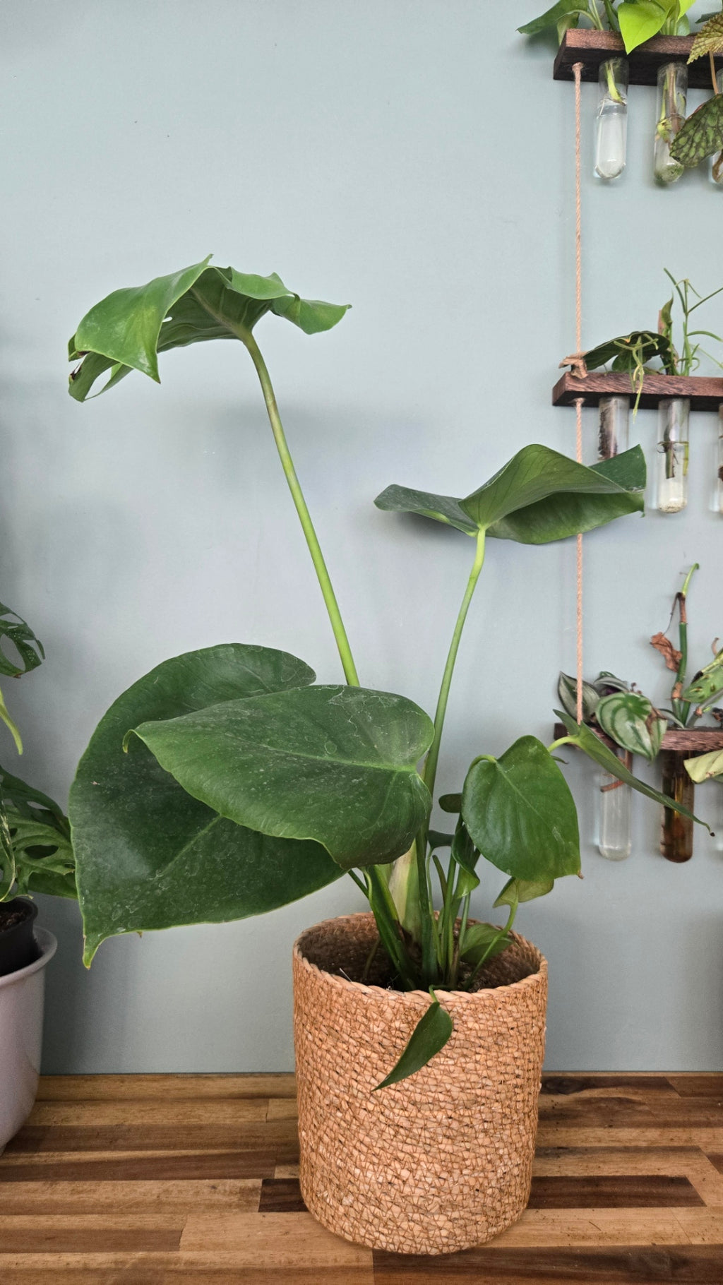 Monstera deliciosa