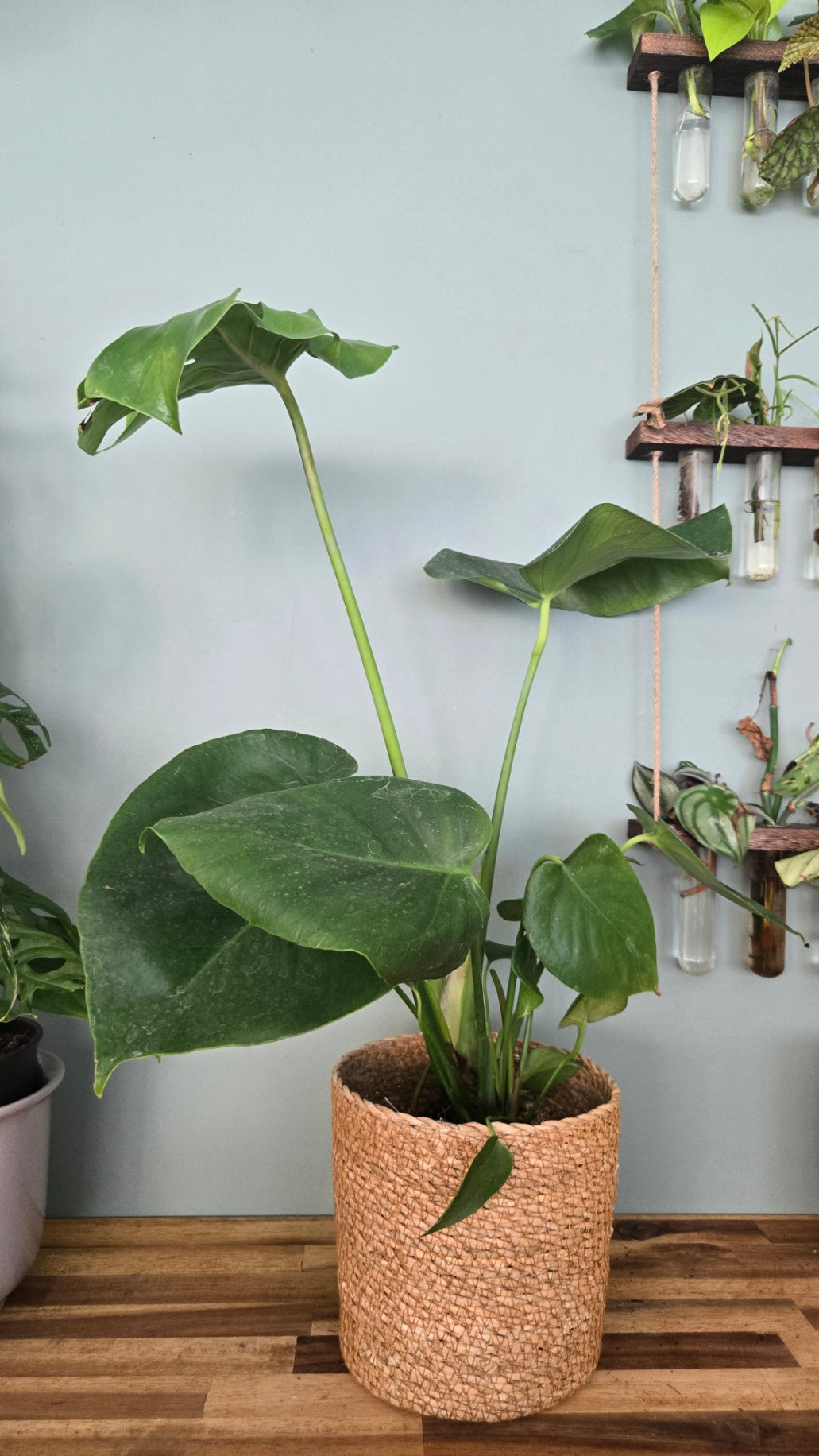 Monstera deliciosa