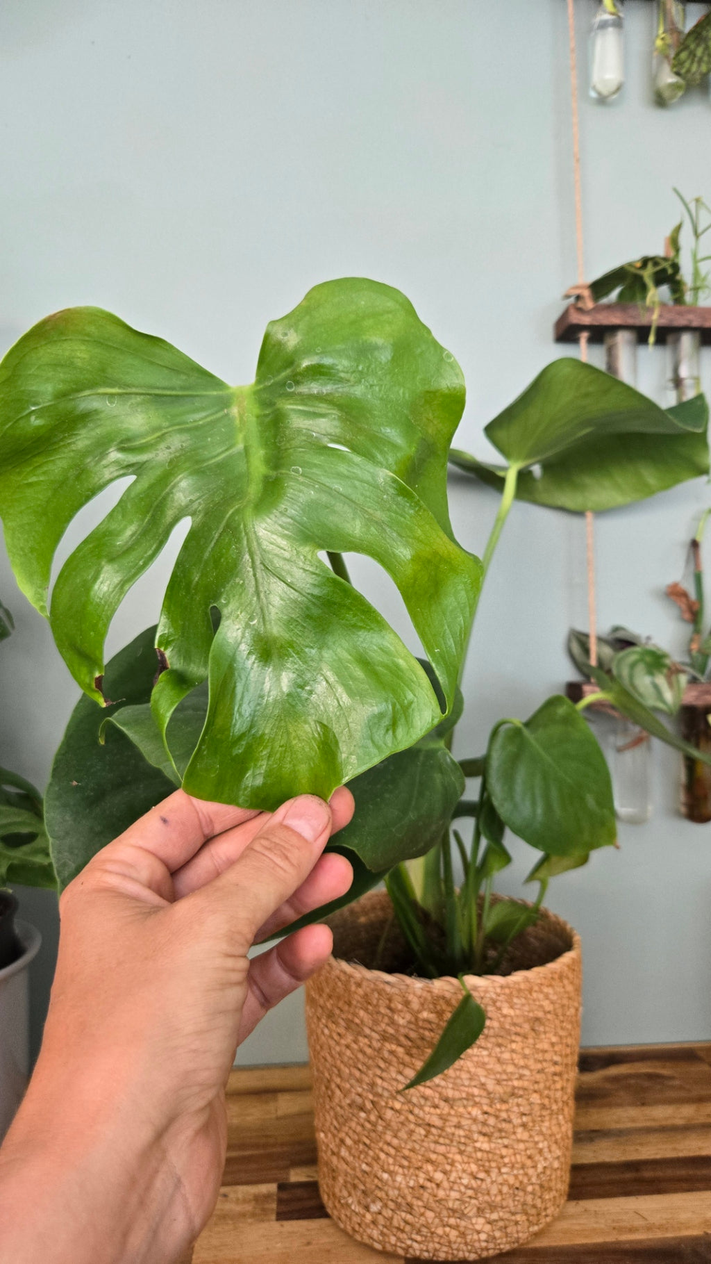 Monstera deliciosa