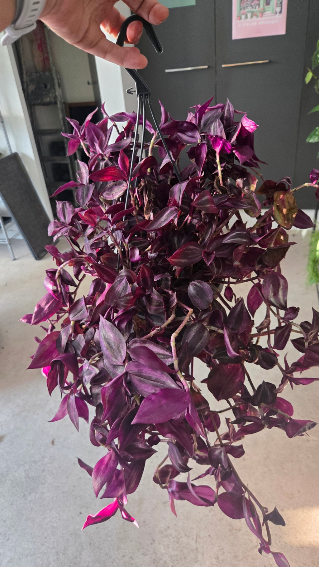 TRADESCANTIA ZEBRINA PURPLE