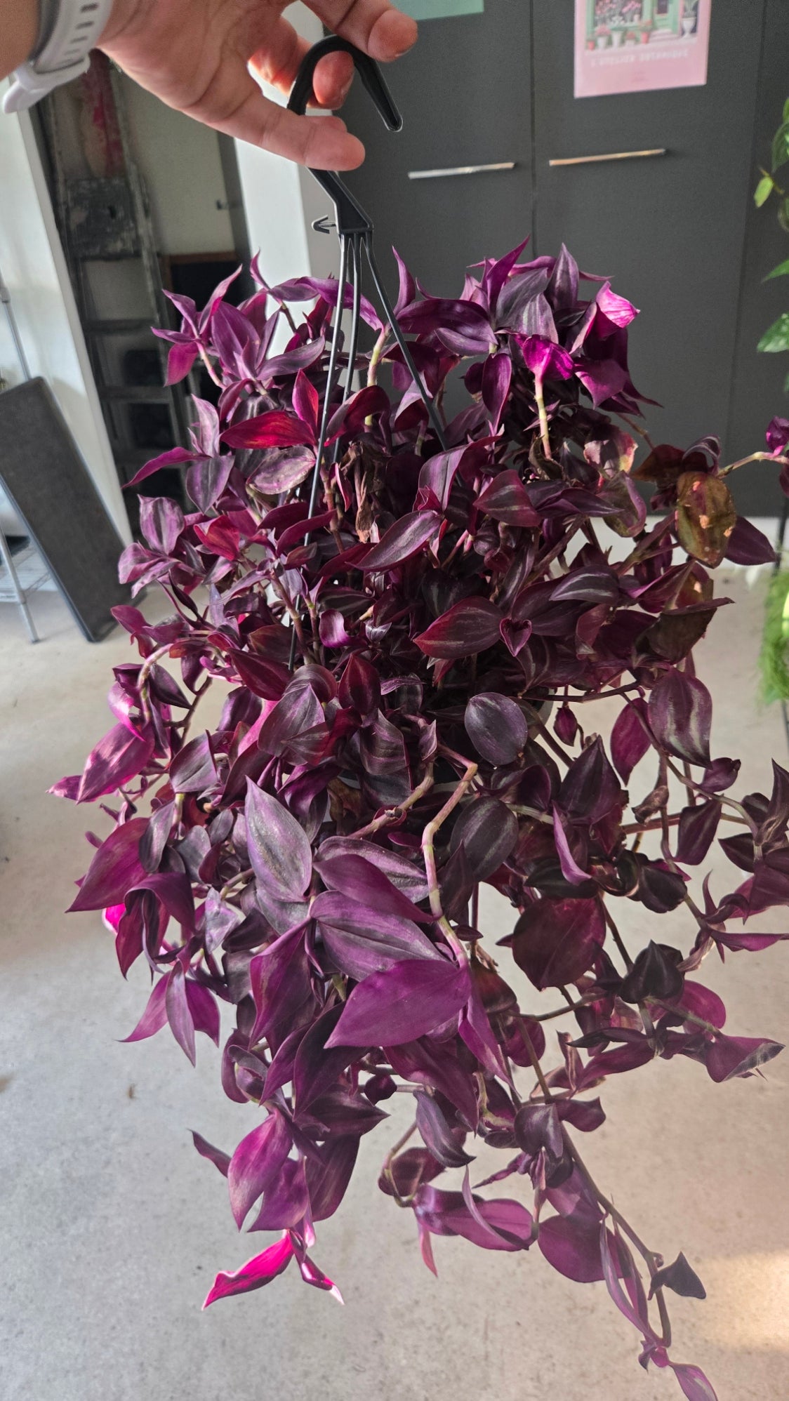 TRADESCANTIA ZEBRINA PURPLE
