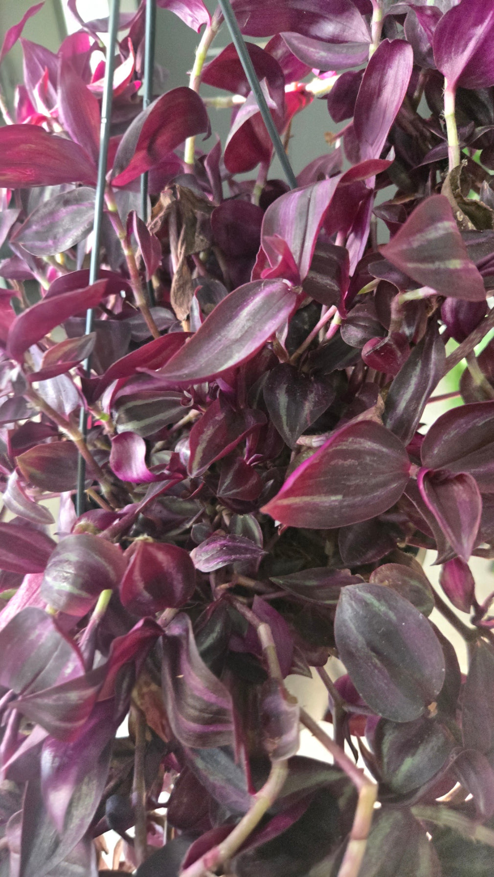 TRADESCANTIA ZEBRINA PURPLE