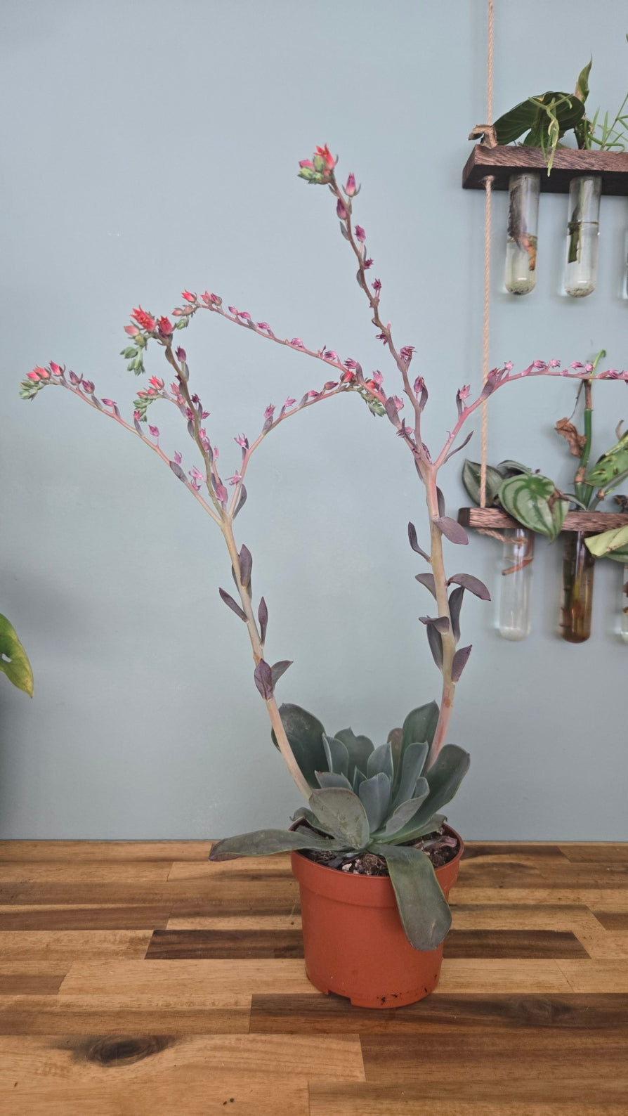 ECHEVERIA BLUE PRINCE