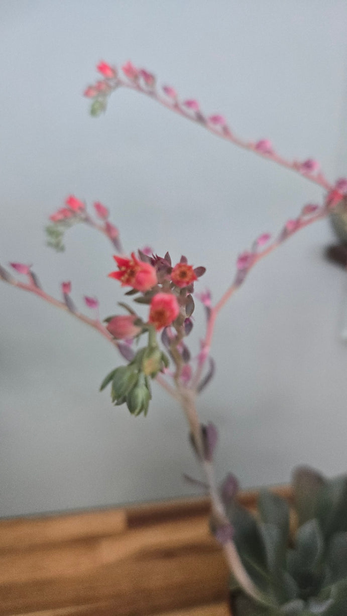 ECHEVERIA BLUE PRINCE