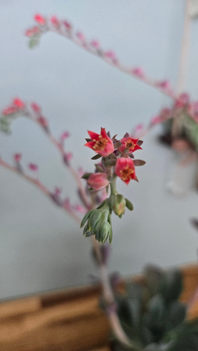 ECHEVERIA BLUE PRINCE