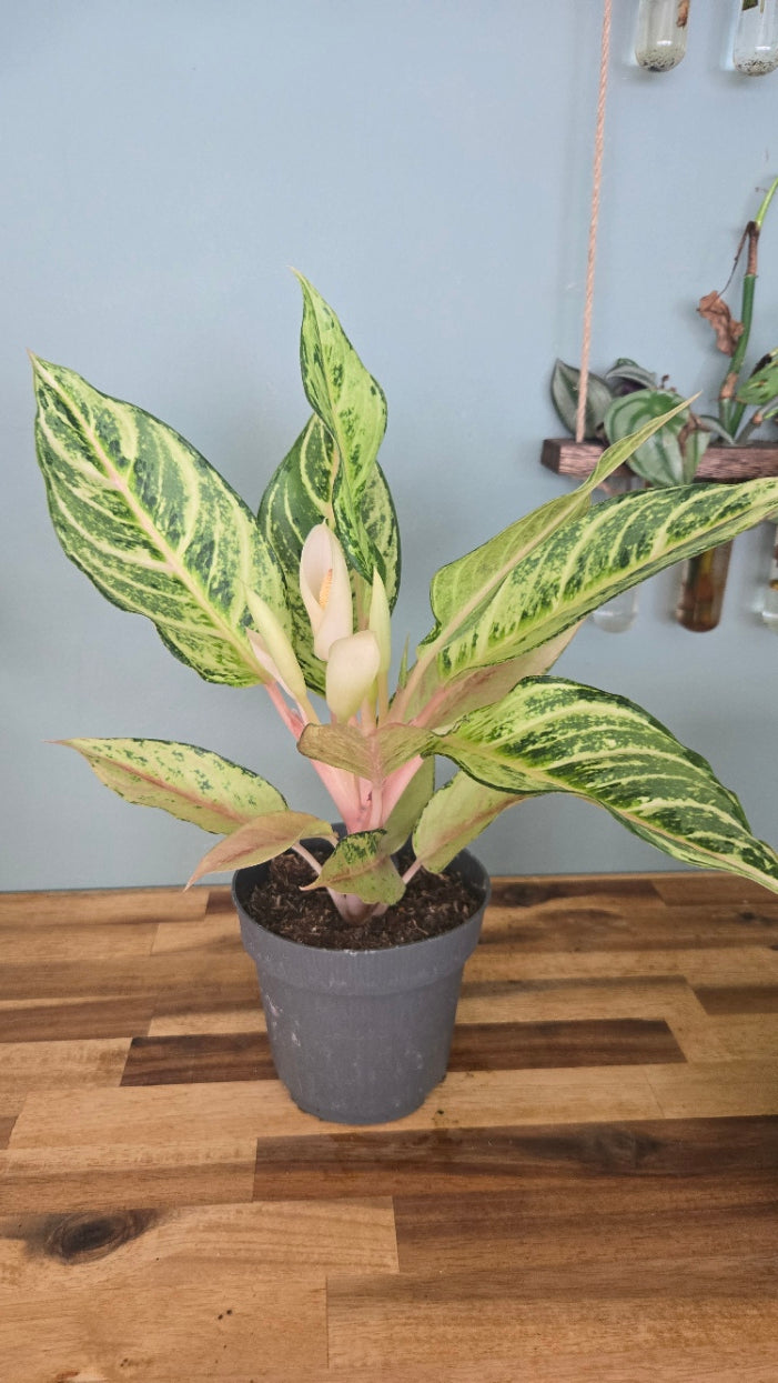AGLAONEMA LADY  VALENTINE