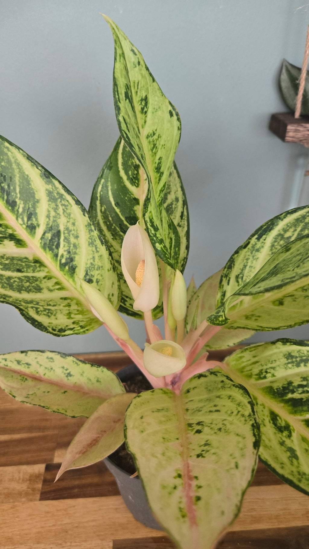 AGLAONEMA LADY  VALENTINE