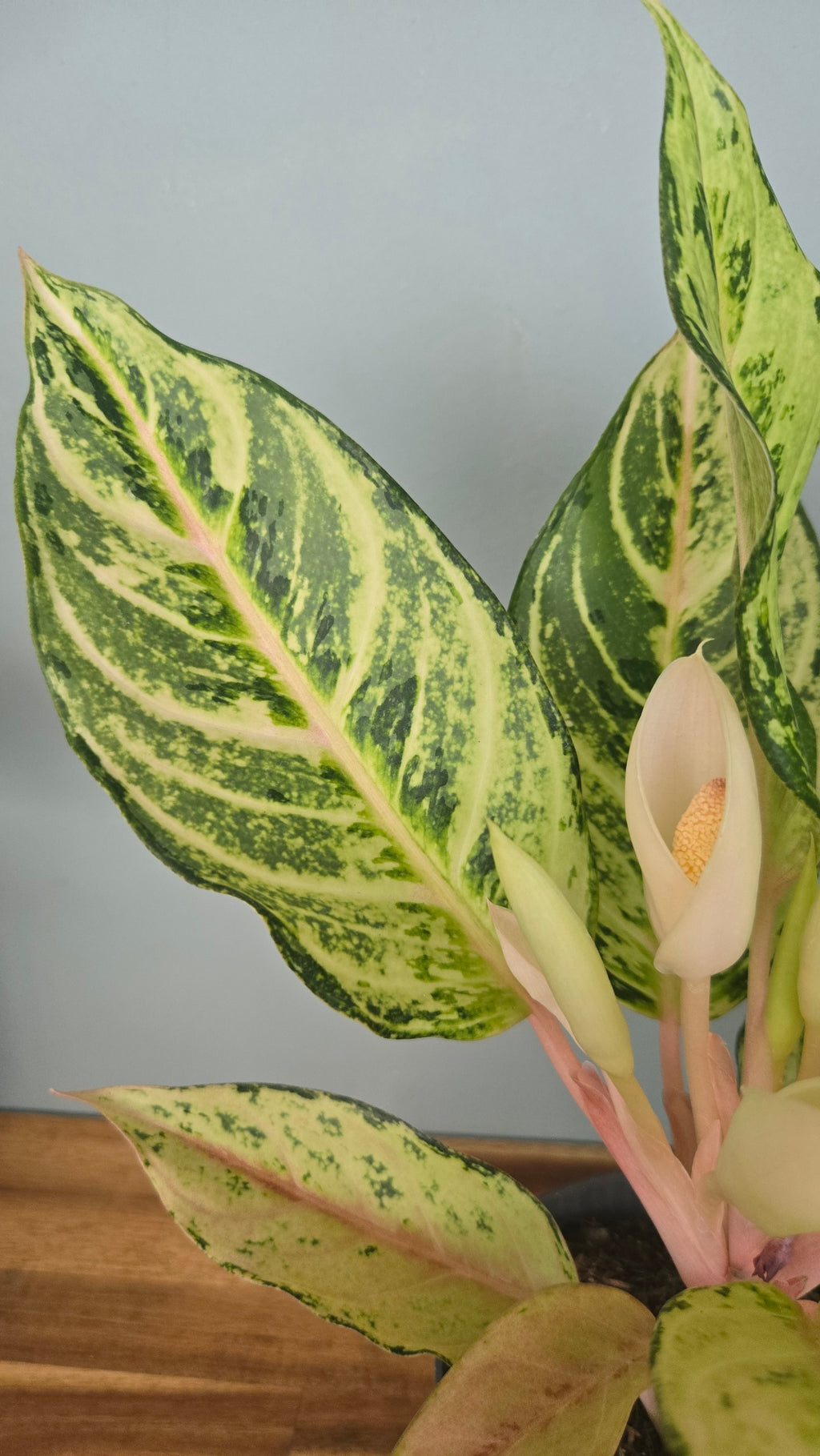 AGLAONEMA LADY  VALENTINE