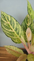 AGLAONEMA LADY  VALENTINE