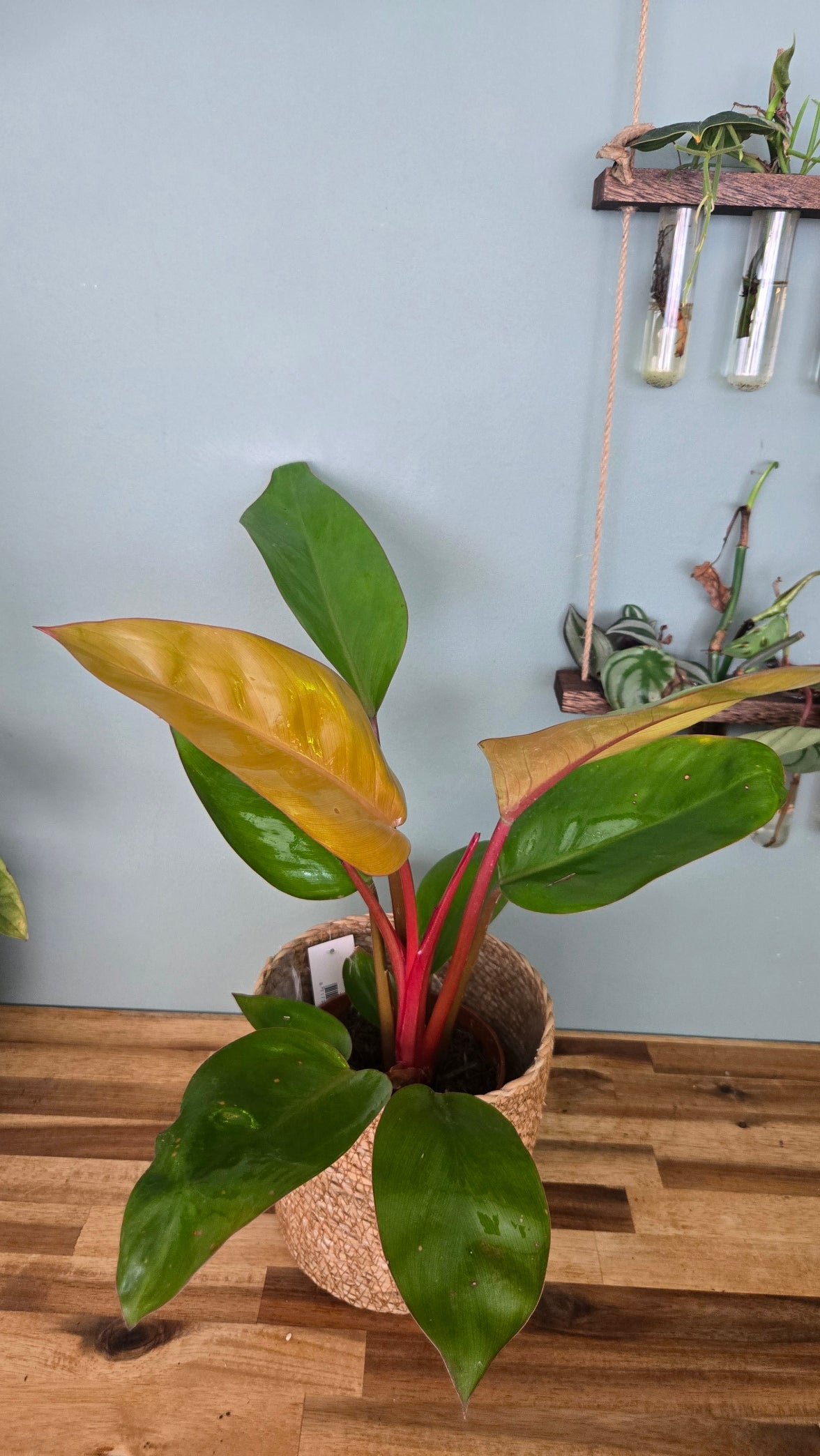 Philodendron Prince Of Orange