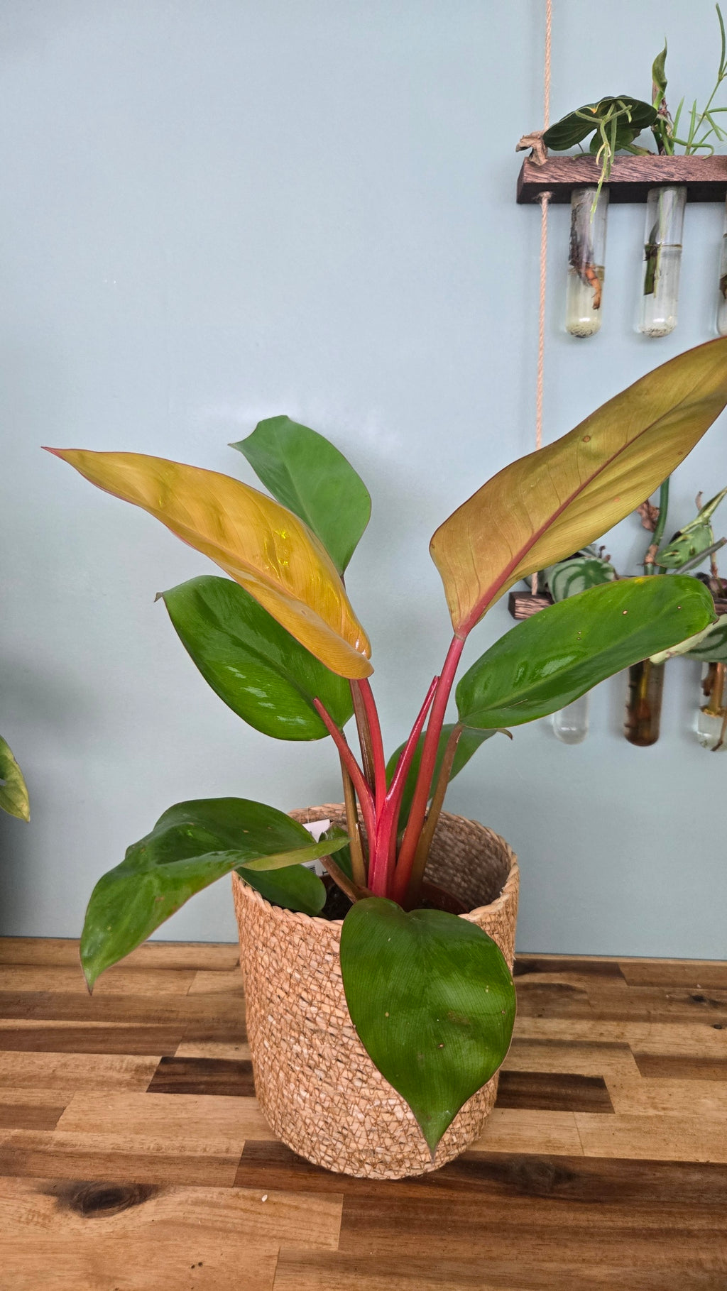 Philodendron Prince Of Orange