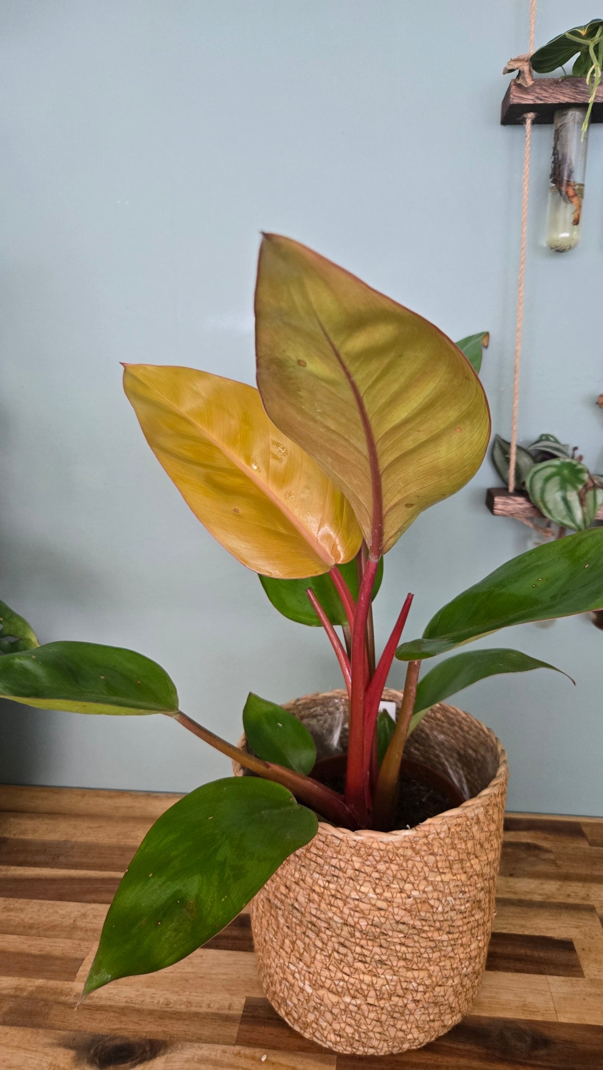Philodendron Prince Of Orange