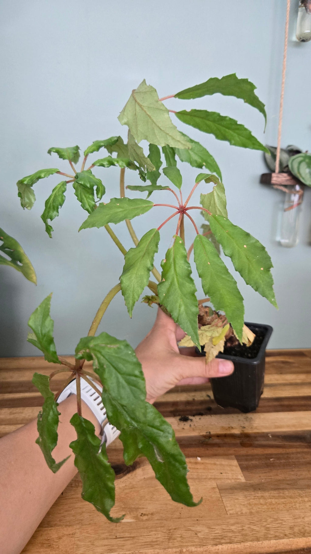 BEGONIA CAROLINIFOLIA