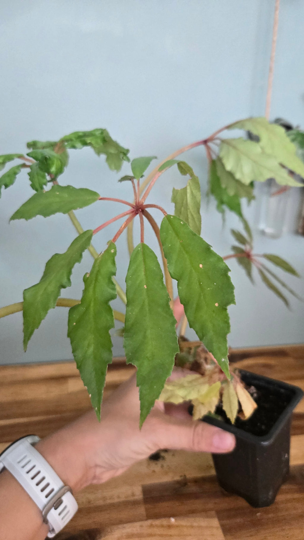 BEGONIA CAROLINIFOLIA