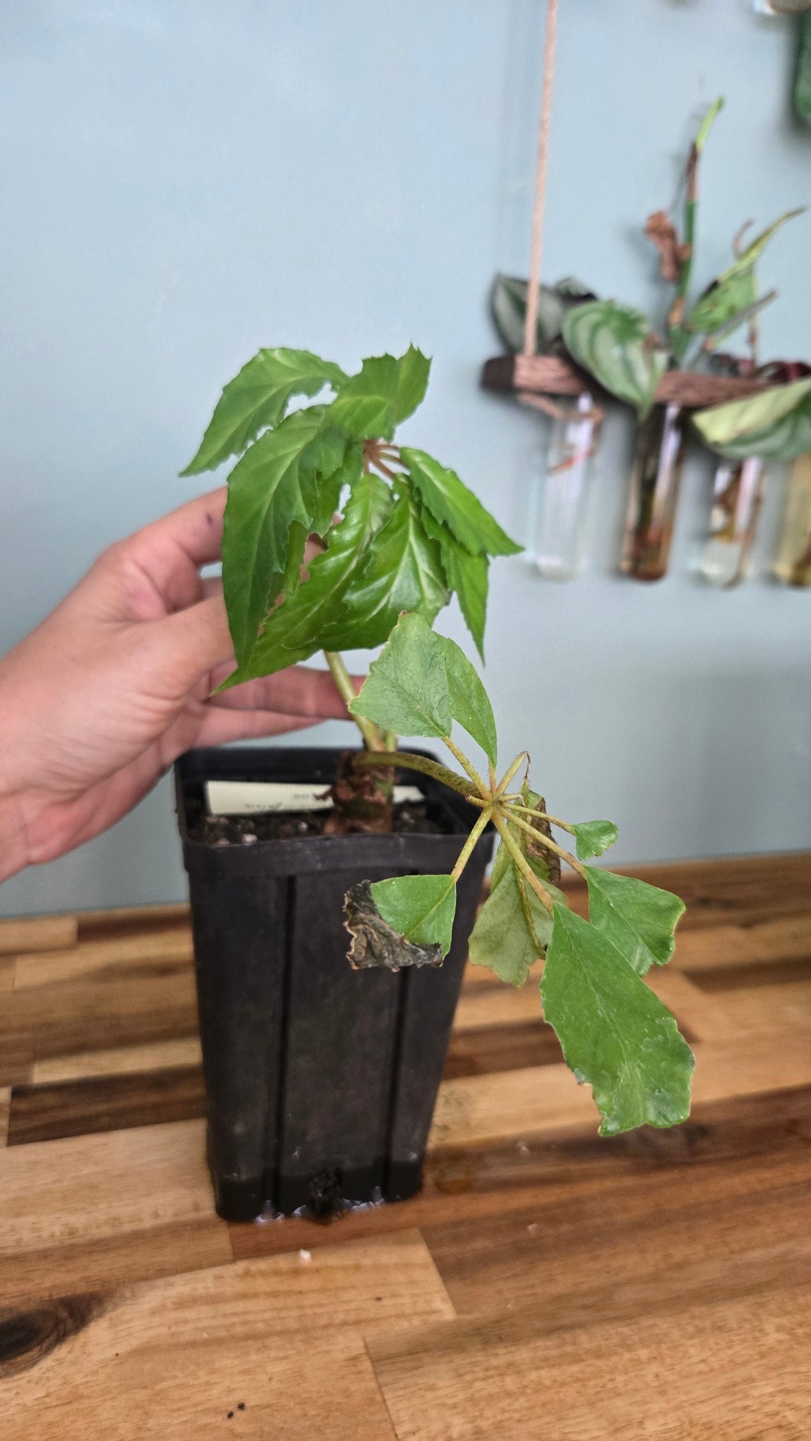 BEGONIA CAROLINIFOLIA