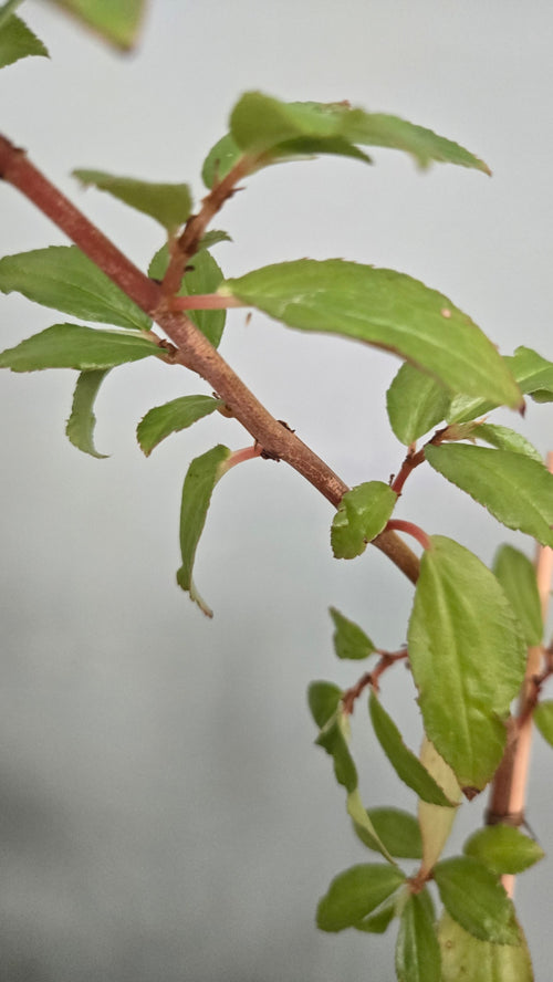 BEGONIA FUSHCHIOIDES ROUGE