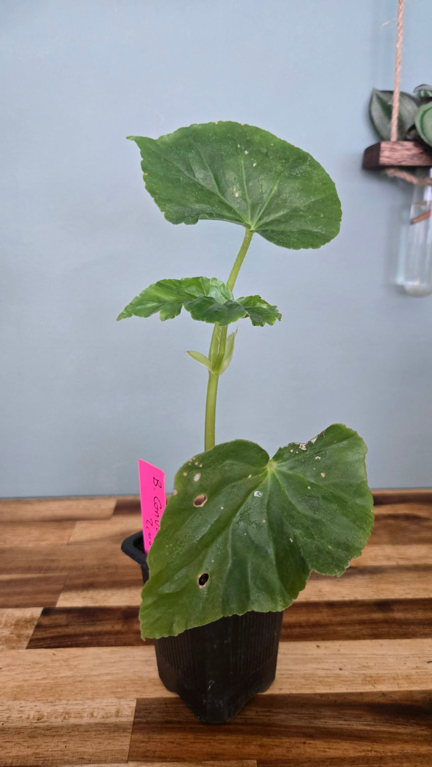 BEGONIA CONVOLVULACEA