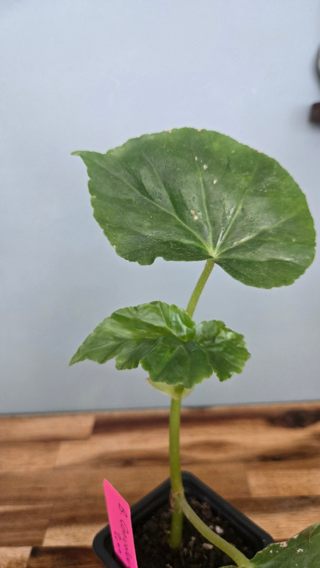 BEGONIA CONVOLVULACEA