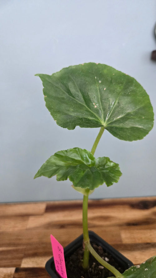 BEGONIA CONVOLVULACEA