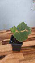 BEGONIA BALMISIANA