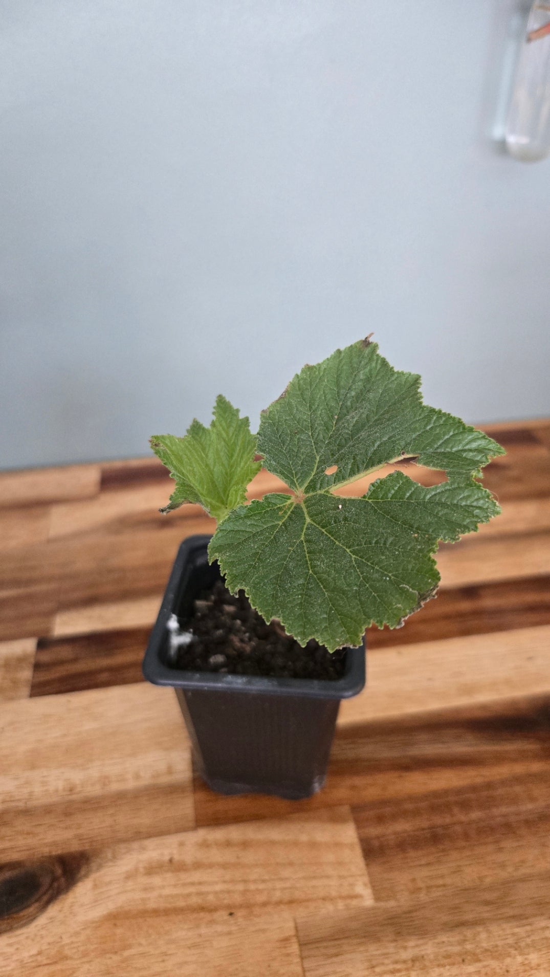 BEGONIA BALMISIANA
