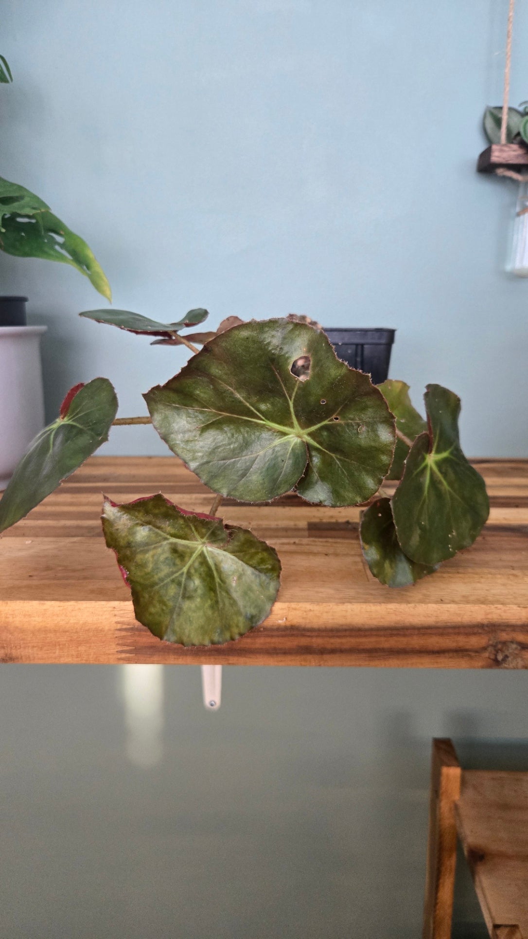 BEGONIA NENUPHAR