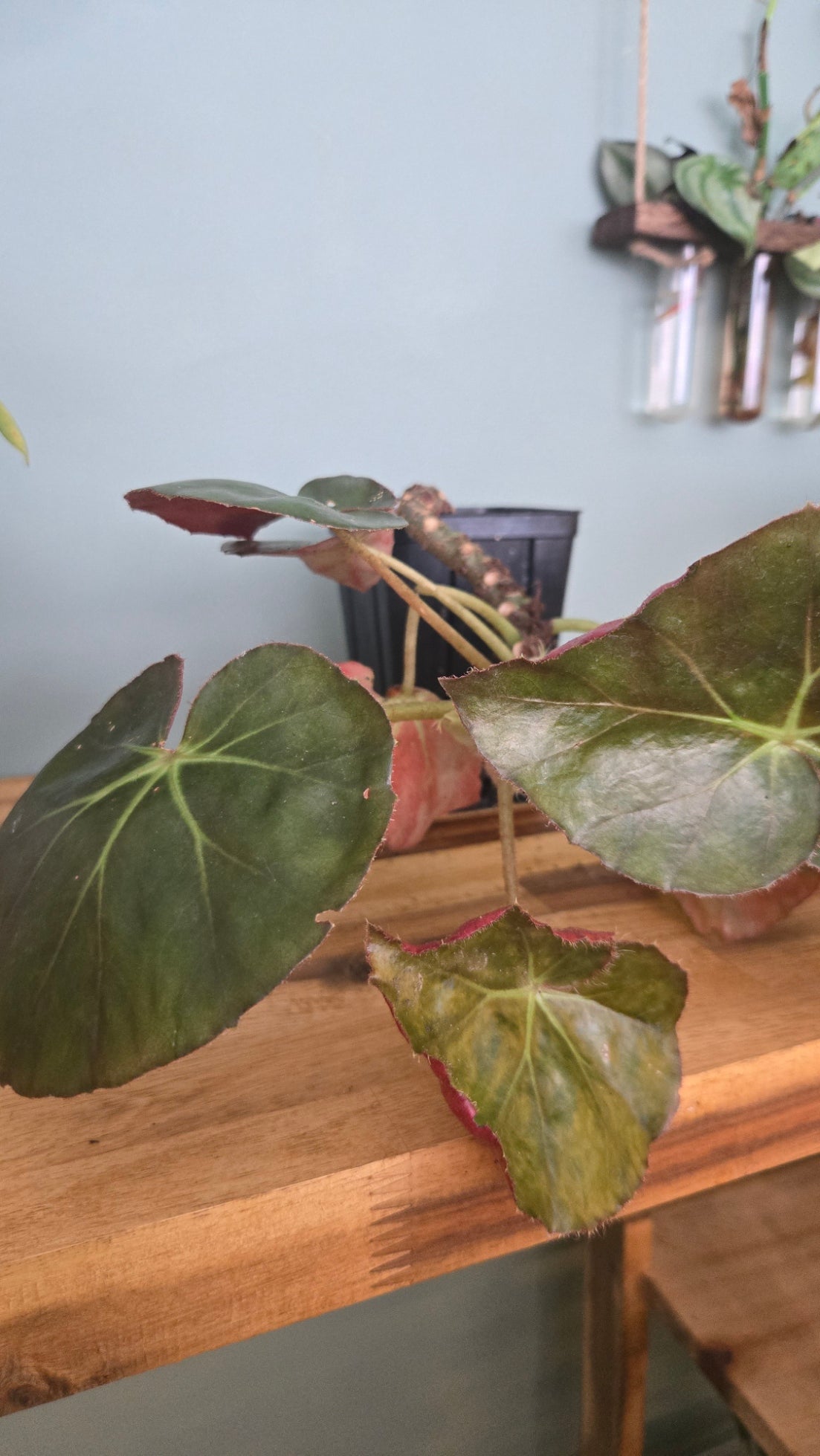 BEGONIA NENUPHAR
