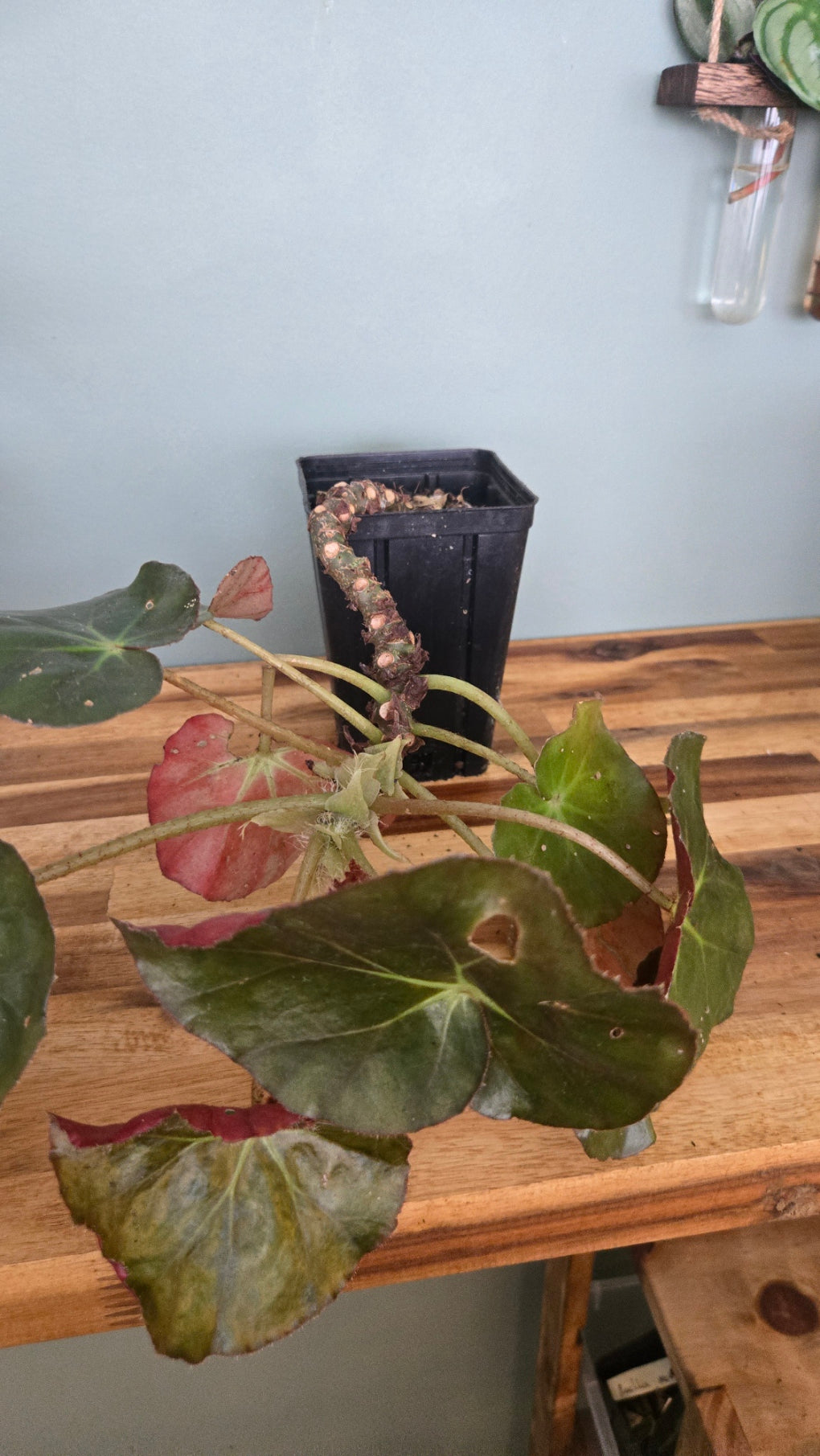 BEGONIA NENUPHAR